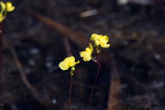 Utricularia