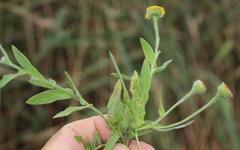 Pulicaria scabra