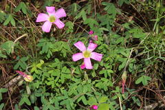 Oxalis heterophylla