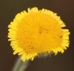 Pulicaria scabra