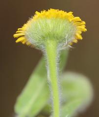 Pulicaria scabra