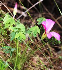 Oxalis heterophylla