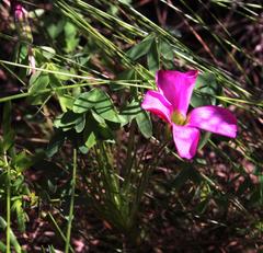 Oxalis heterophylla