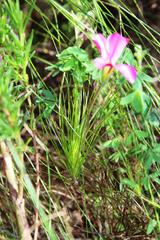 Oxalis heterophylla