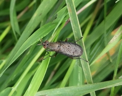 Coremacera marginata