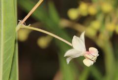 Gomphocarpus fruticosus fruticosus
