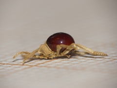 Ptininae