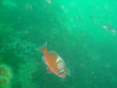 Chrysoblephus laticeps