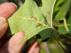 Macrodiplosis qoruca