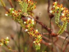 Crassula ericoides ericoides