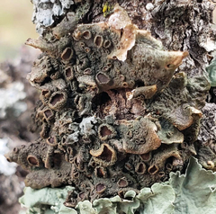 Melanohalea subolivacea