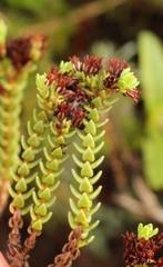 Crassula ericoides ericoides