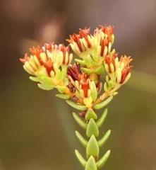 Crassula ericoides ericoides