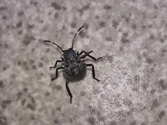 Halyomorpha halys