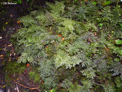 Hymenophyllum dentatum