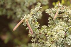 Indigofera nigromontana