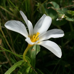 Moraea versicolor