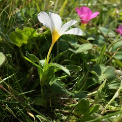 Moraea versicolor