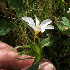 Moraea versicolor