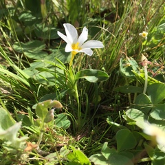 Moraea versicolor