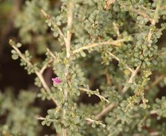 Indigofera nigromontana