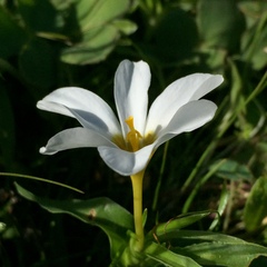 Moraea versicolor