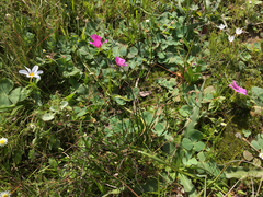 Moraea versicolor