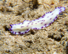 Pseudoceros laingensis
