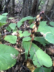 Corallorhiza striata