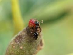 Callirhytis perditor