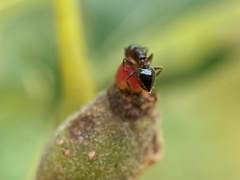 Callirhytis perditor