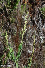 Freylinia longiflora