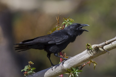 Corvus palmarum