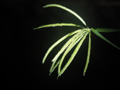 Chloris pilosa