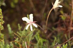Pelargonium carneum