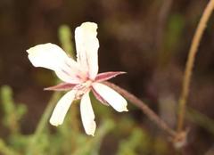 Pelargonium carneum