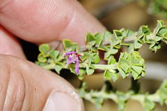 Indigofera candolleana