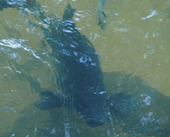 Hephaestus fuliginosus