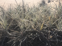 Tillandsia marconae
