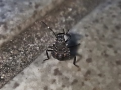 Halyomorpha halys