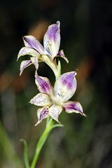 Gladiolus maculatus
