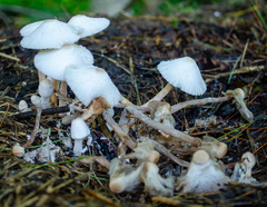 Leucocoprinus cretaceus