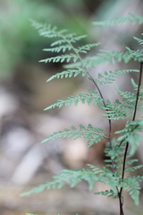 Cheilanthes tenuifolia