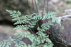 Cheilanthes tenuifolia