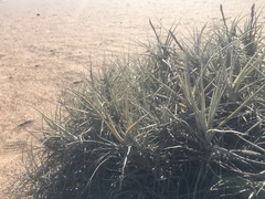 Tillandsia marconae