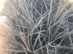 Tillandsia marconae