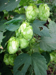 Humulus lupulus