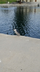 Nycticorax nycticorax