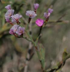 Limonium dagmariae