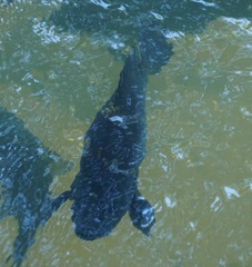 Hephaestus fuliginosus